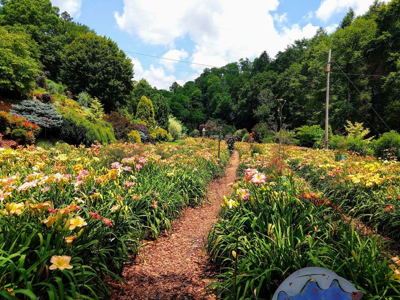 A Color-Filled Farm Near Asheville