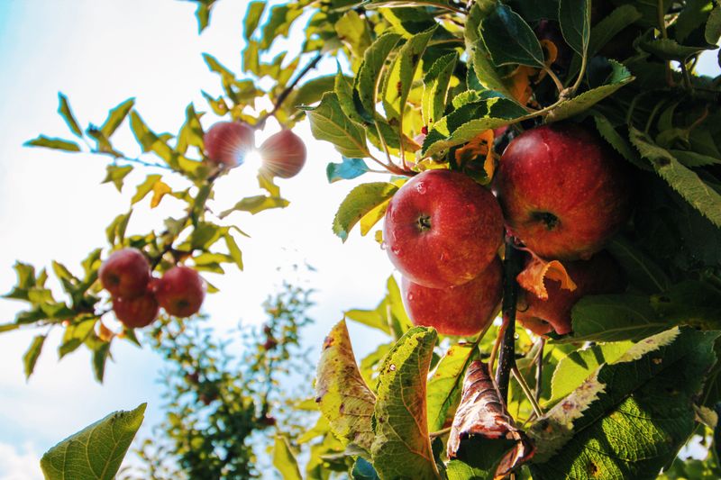 Creasman Farms - Hendersonville