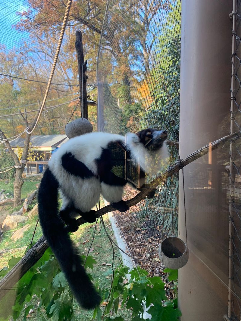 Meet the Giant Anteater Up Close