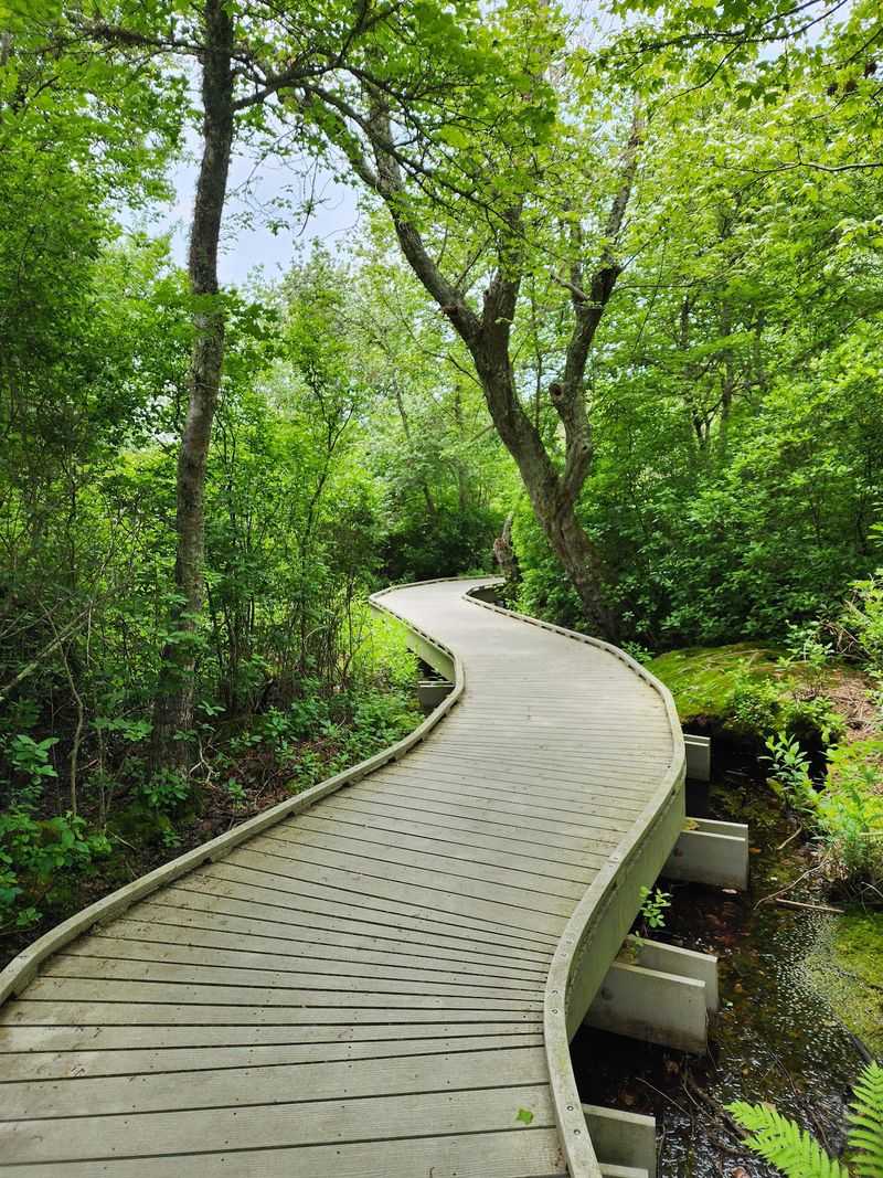 Red Maple Swamp Trail - Eastham