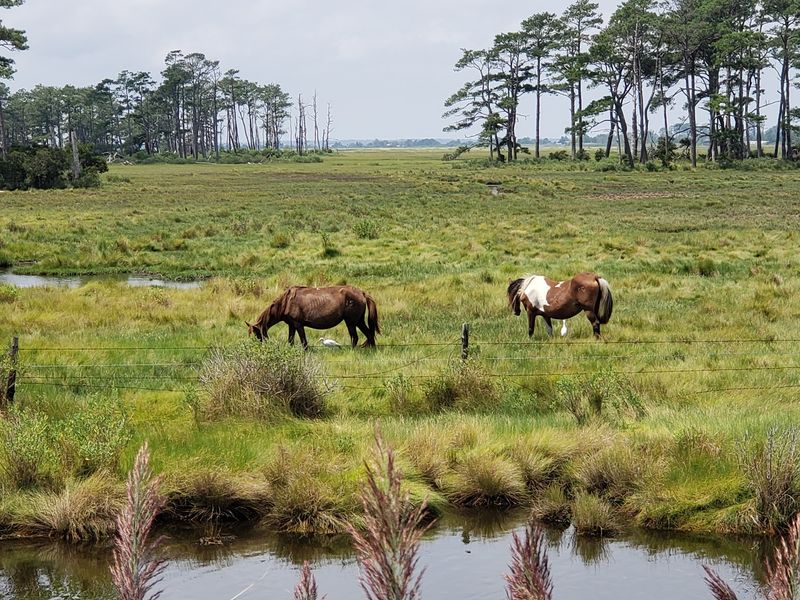 Wild Ponies And Ocean Winds - Chincoteague National Wildlife Refuge in Chincoteague, Accomack County