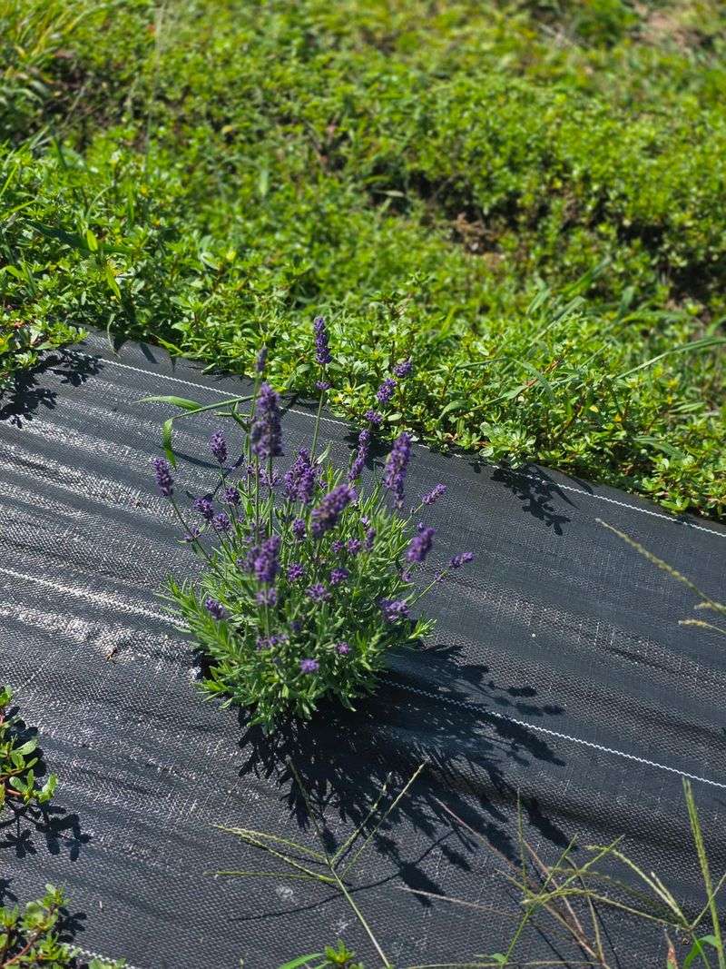 The Purple Peacock Lavender Farm - Muscatine