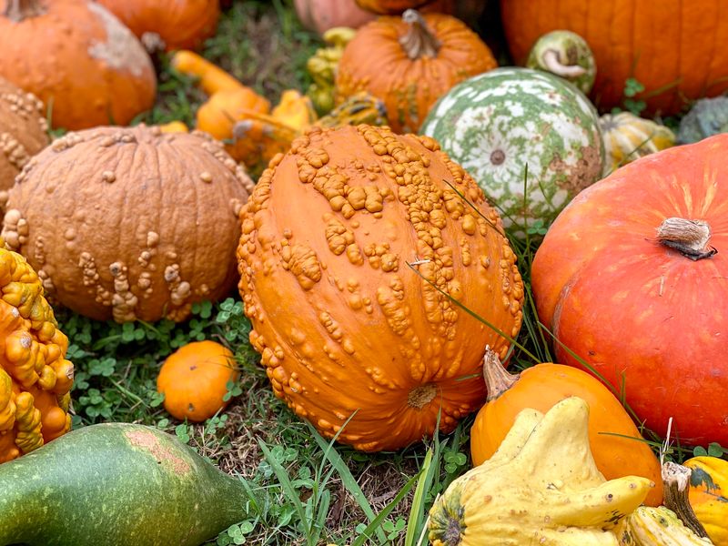 Pettit Creek Farms, Cartersville, Bartow County