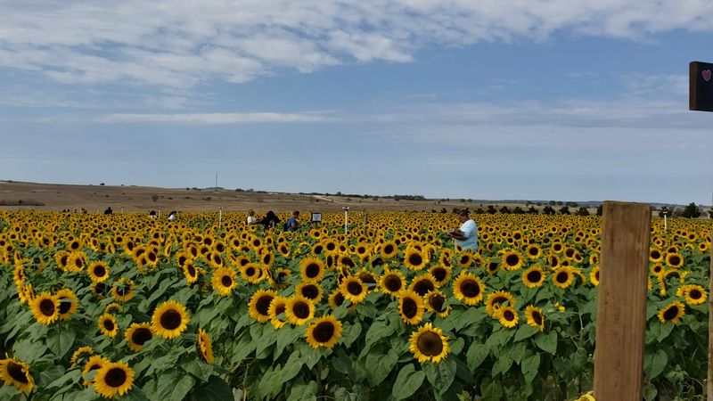 You Can Actually Pick Your Own Sunflowers