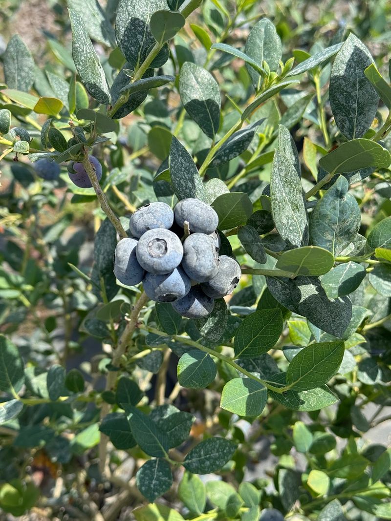 Pick Fresh Blueberries Straight From The Bushes
