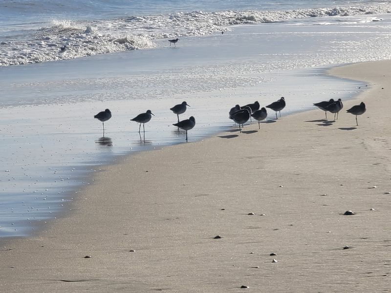Watch for Birds and Other Island Wildlife