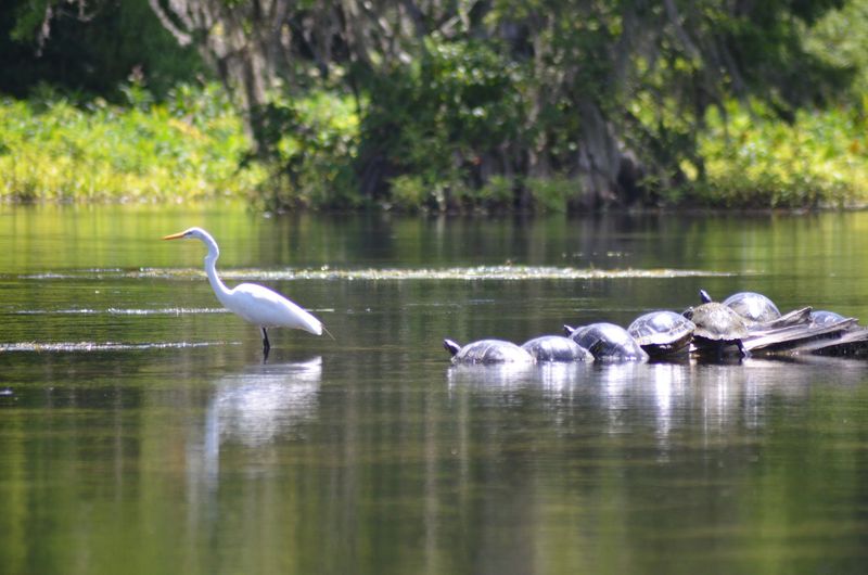 Explore the Wilderness at Wakulla Springs State Park