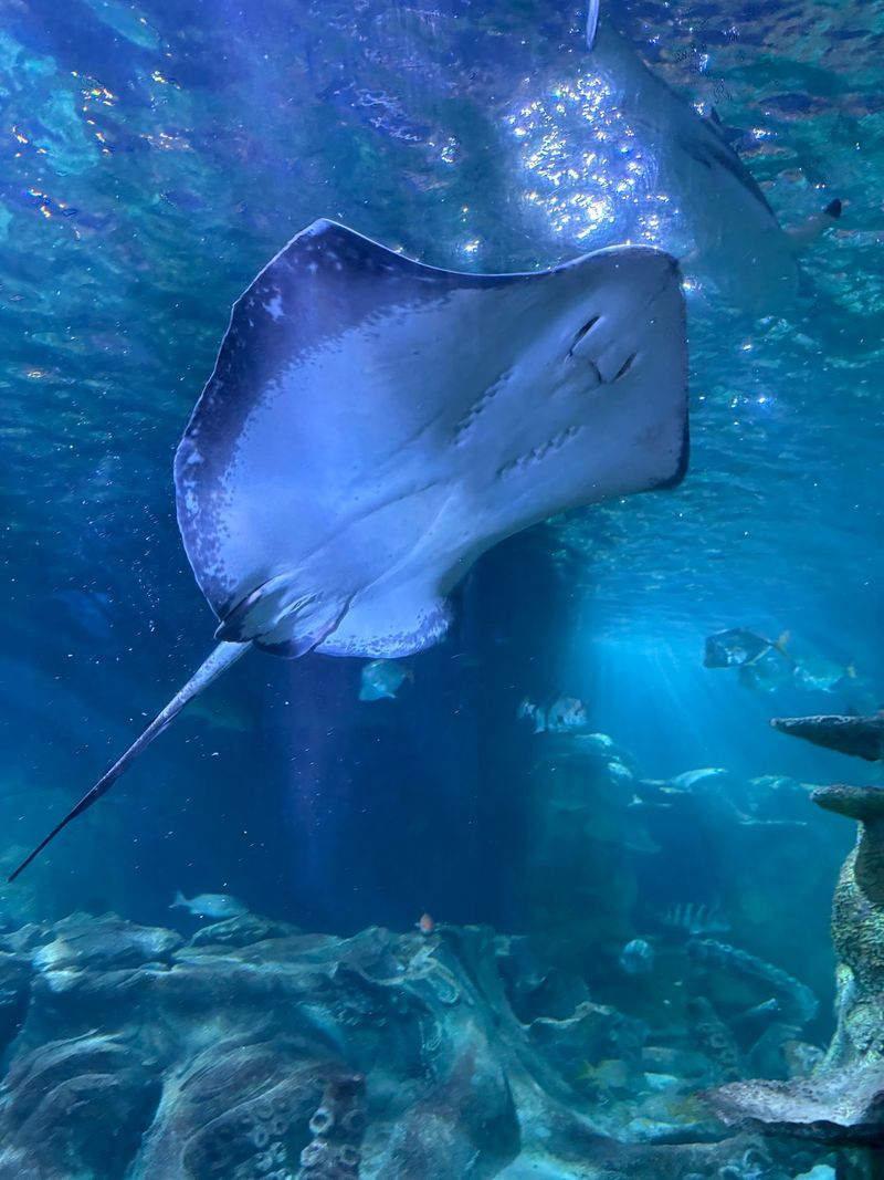 Watch Stingrays Sweep Past