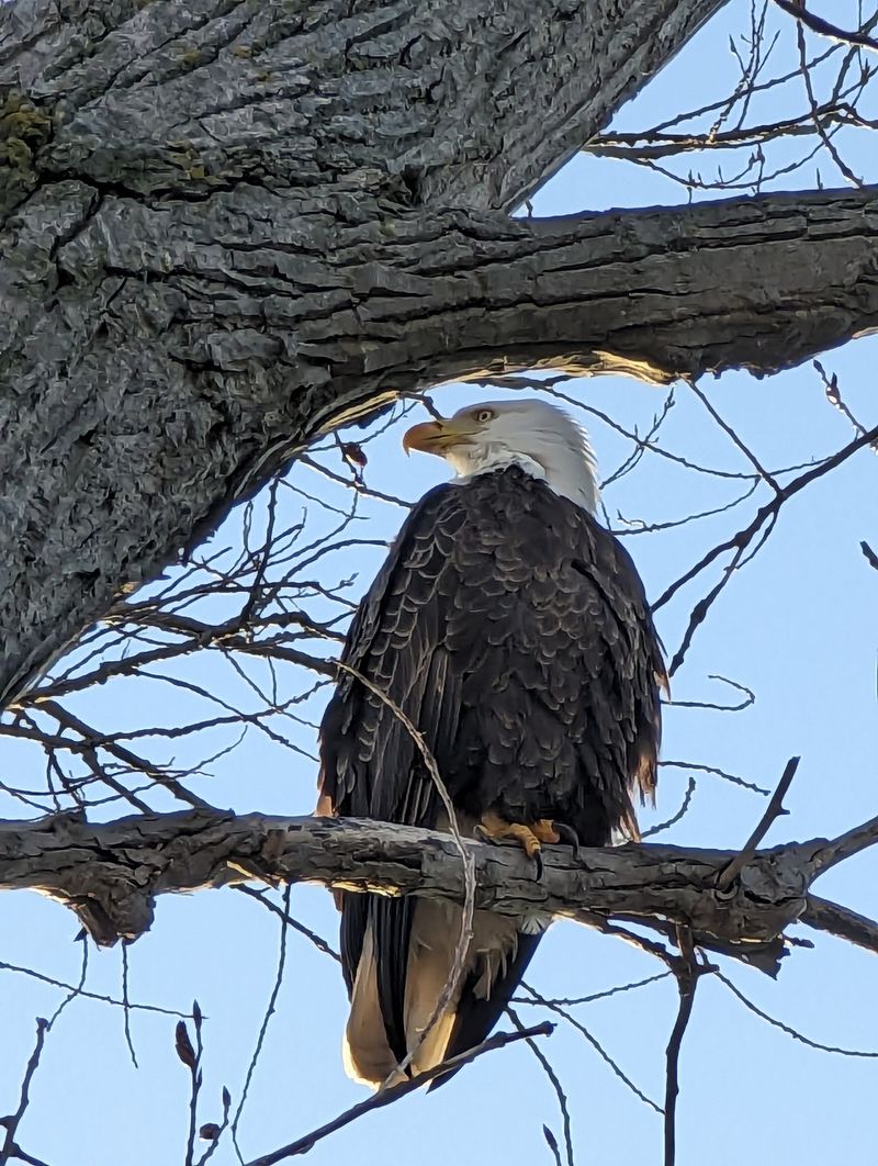 Bald Eagles Make The Sky Feel Bigger