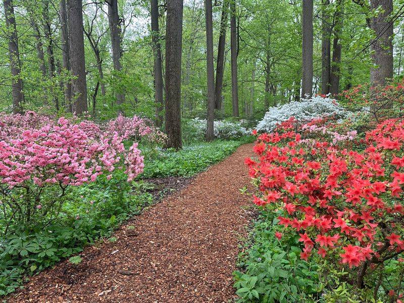A Colorful Turn Through Azalea Woods