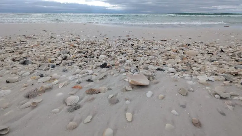 Shell Island - Panama City Beach