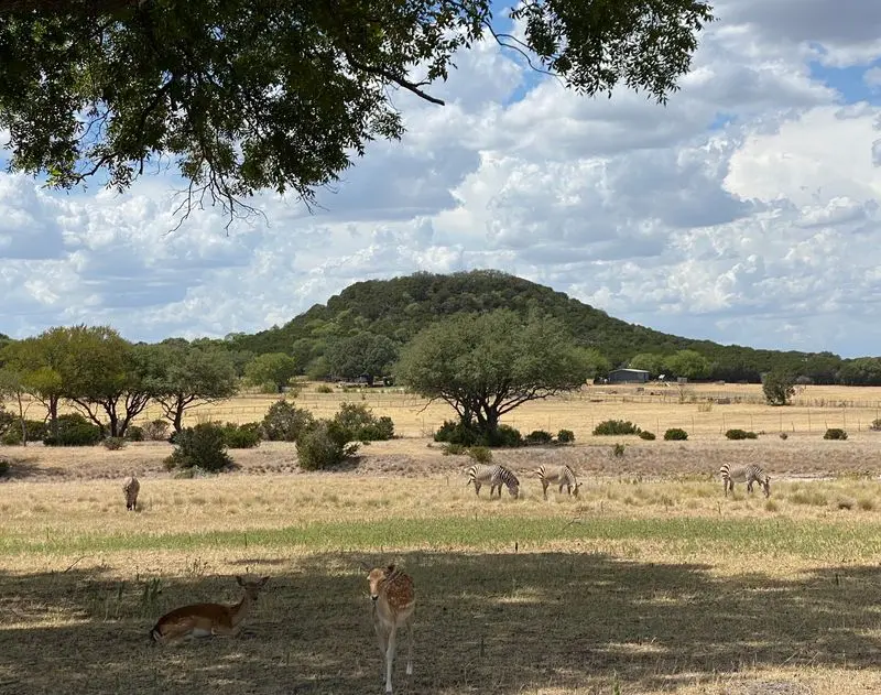 Watch for Giraffes, Zebras, Rhinos, and More