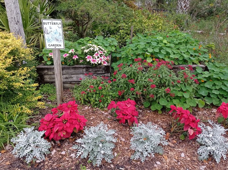 Watch Hundreds of Butterflies Around the Blooms