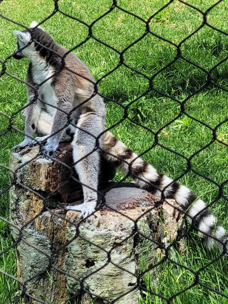 Watch Lemurs Bring Energy to the Path