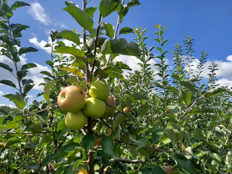 Justus Orchard - Hendersonville