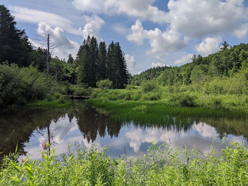 Beartown State Forest