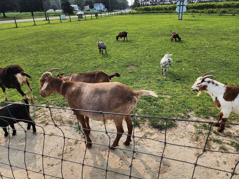 Goat Feeding Frenzy