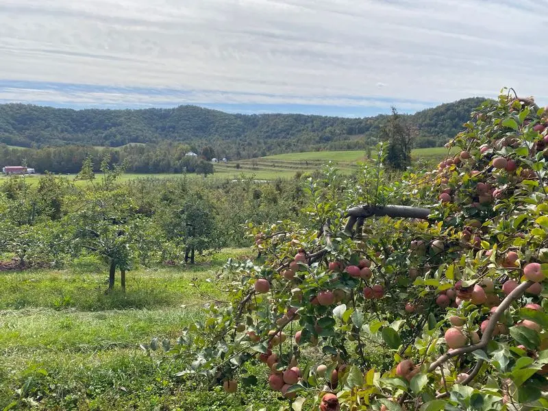 Dickie Brothers Orchard - Roseland