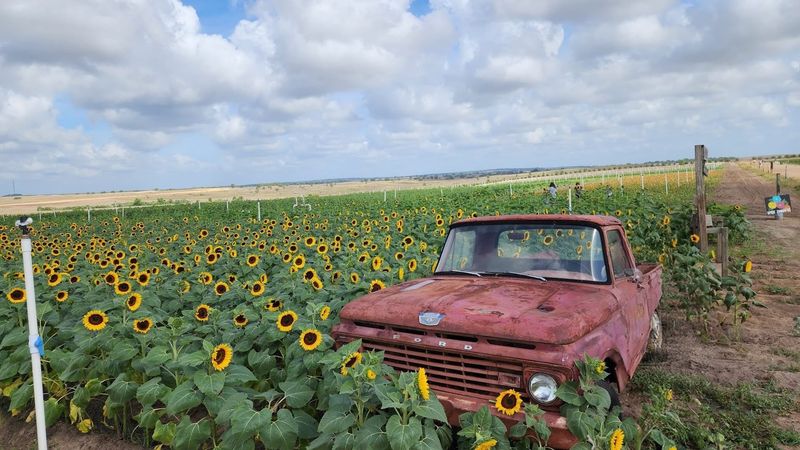 A Walk Among the Sunflowers