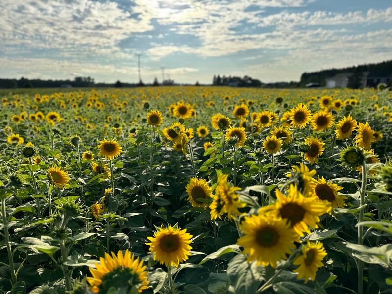 Sunflowers at The Campground - Manton