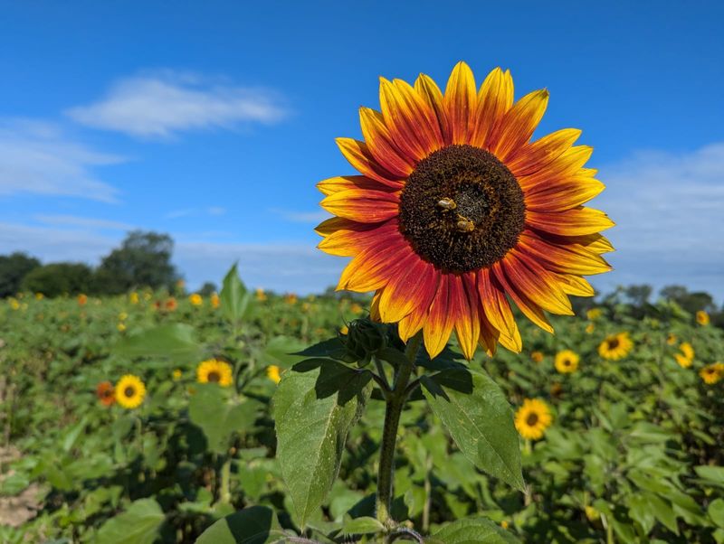 Schell Family Farm - Pinckney