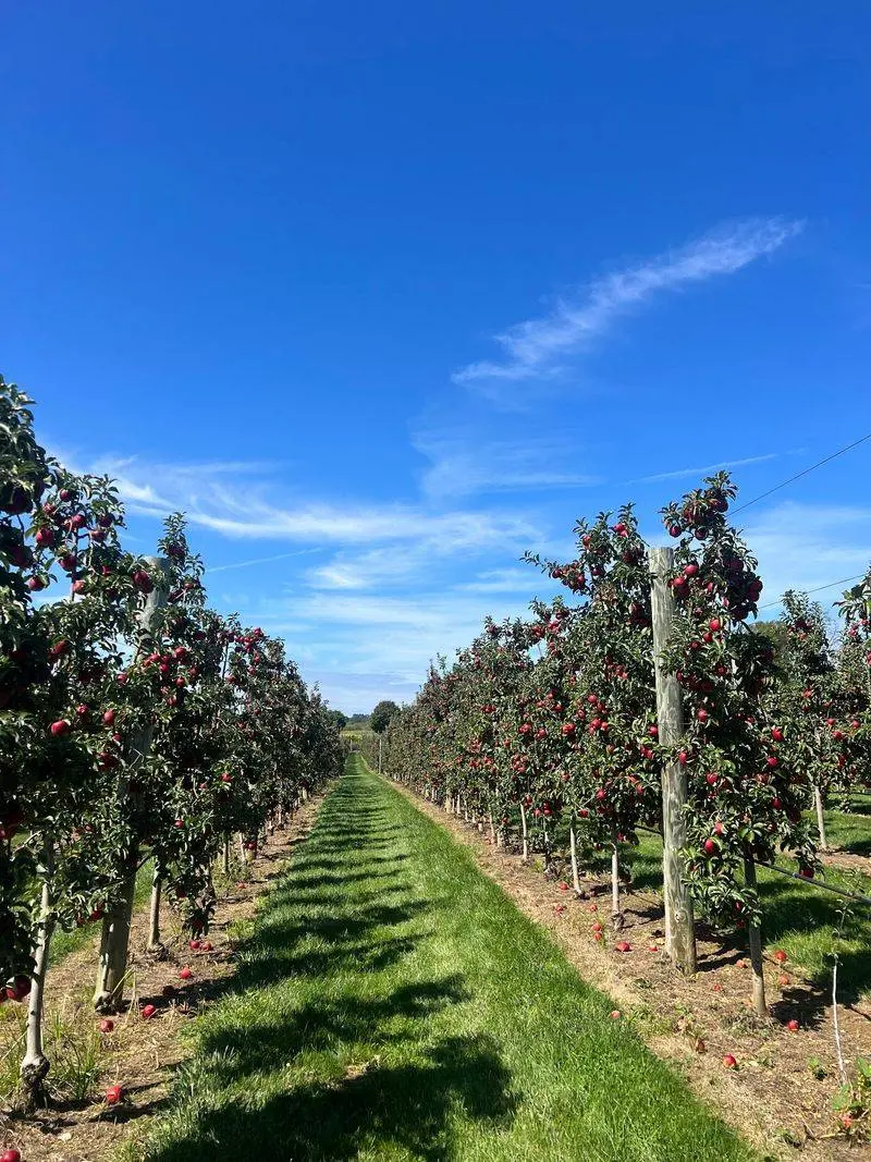 Grim’s Orchard & Family Farms - Breinigsville
