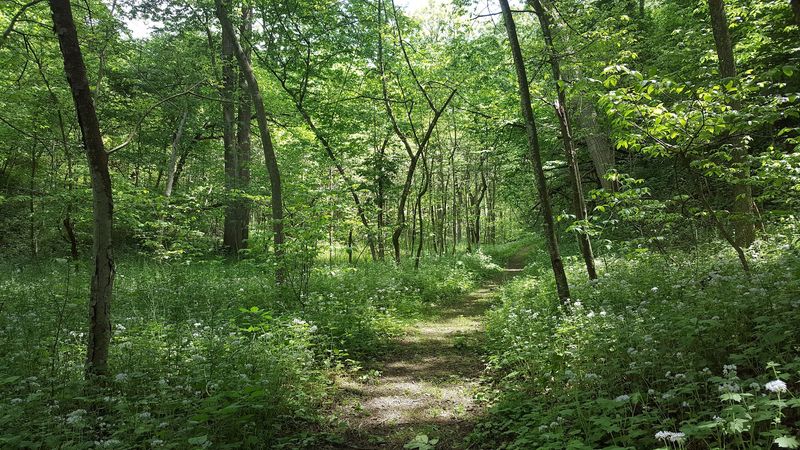 Wooded Trails With a Quiet, Old-Soul Feel