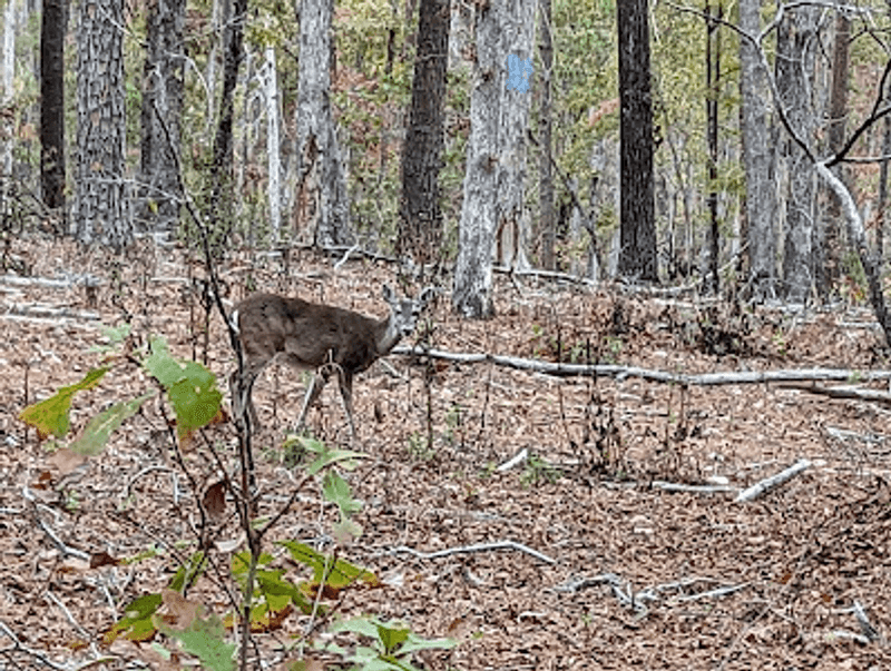 Wildlife Moments for Quiet Walkers