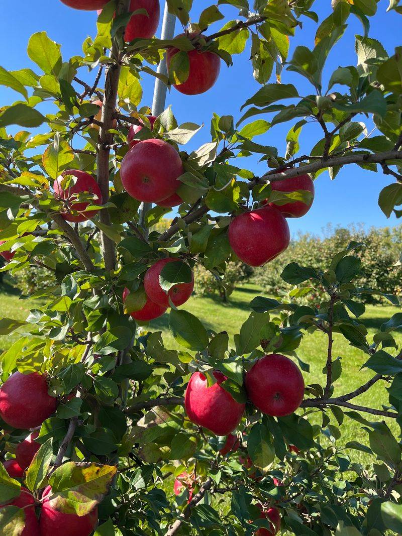 Hofacker's Hillside Orchard: A Honeycrisp Mission