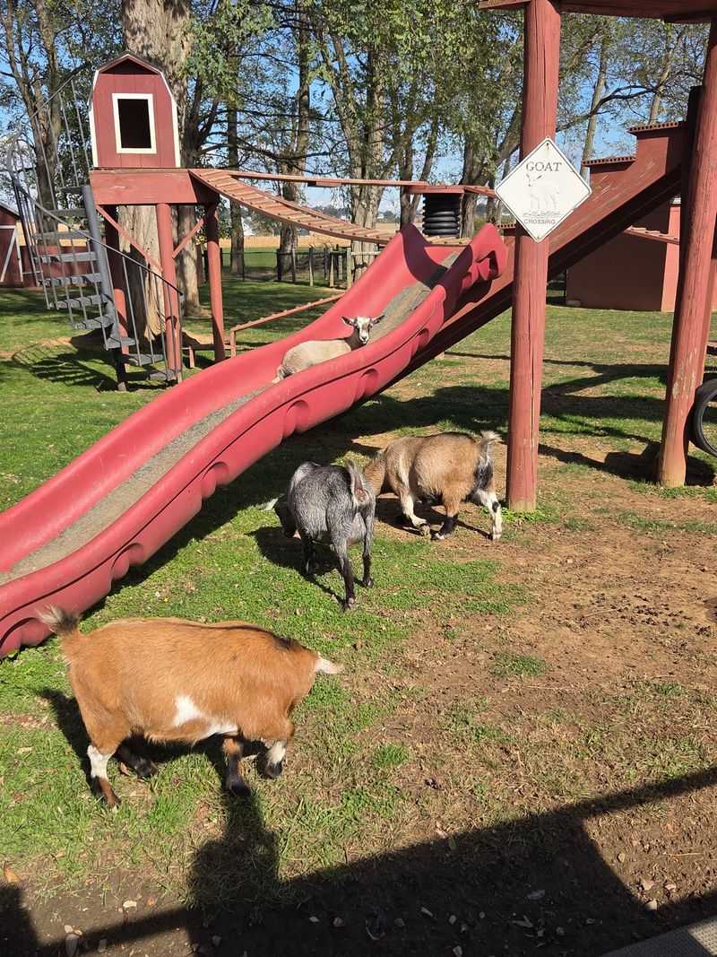 Pygmy Goat Petting Zoo - Intercourse