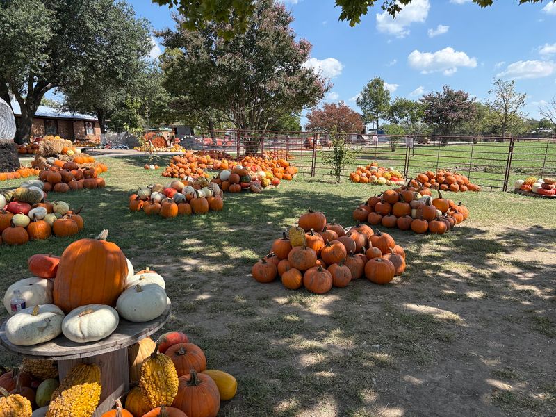 Huddin Homestead Fun Farm - Rockwall