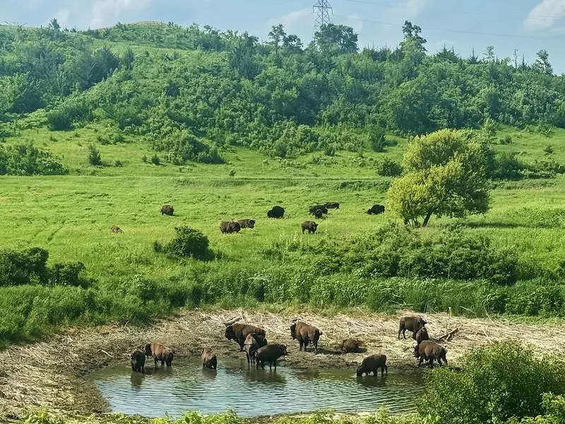 Broken Kettle Grasslands Preserve in Plymouth County,