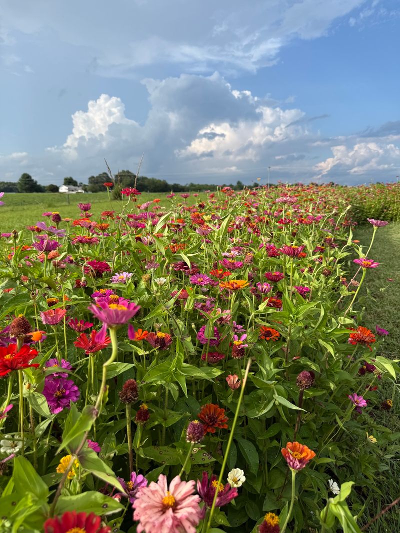 Russell Flower Farm - Elkin