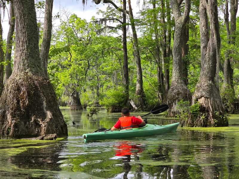 Kayak and Explore the Cypress Forest at Merchants Millpond State Park