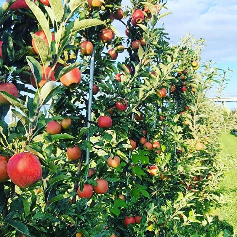 Thousand Acre Farm - Middletown