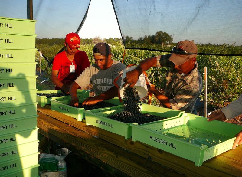 Plan Your Visit To Blueberry Hill Farm