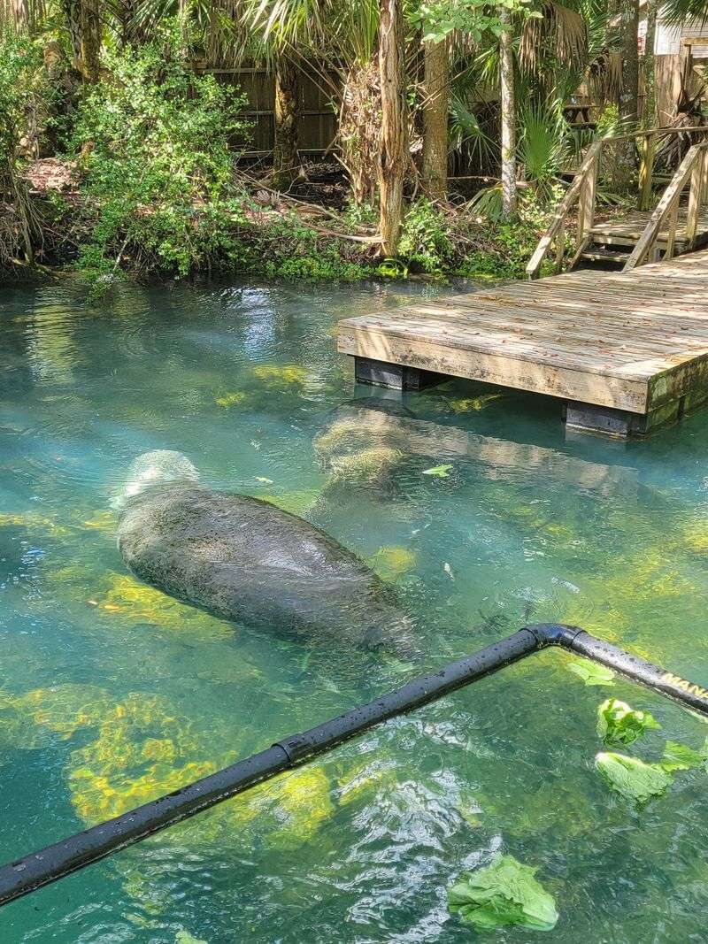 Discover the Wildlife at Ellie Schiller Homosassa Springs Wildlife State Park