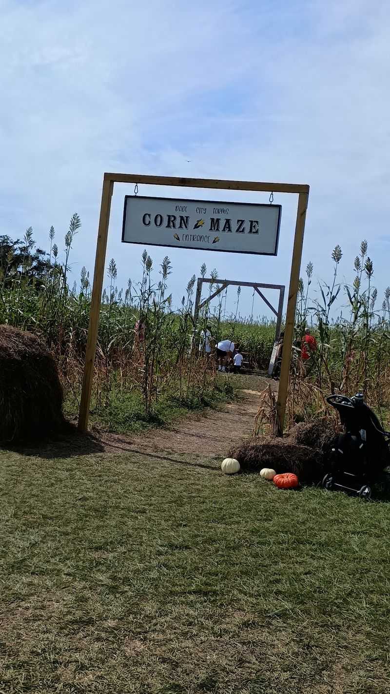 Let the Kids Explore the Corn Maze