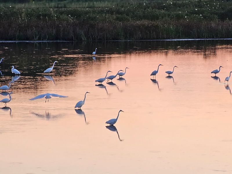 Catch the Marsh in Morning Light