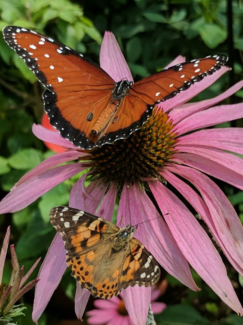 Sarett Nature Center in Benton Harbor, Berrien County