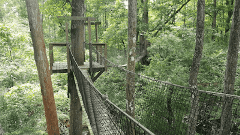 A Canopy Walk Above the Forest Floor