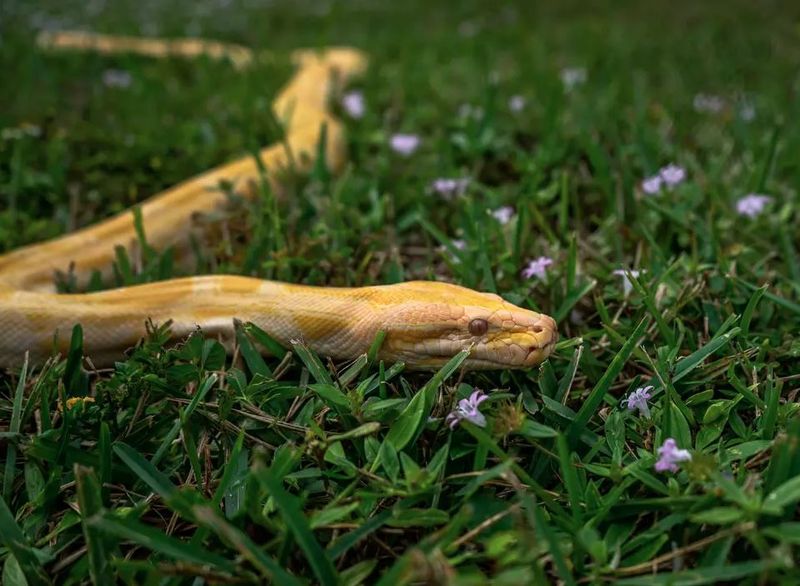 Wildlife Wonderland - Livingston