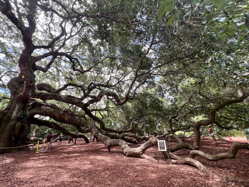 Branches That Meet the Earth