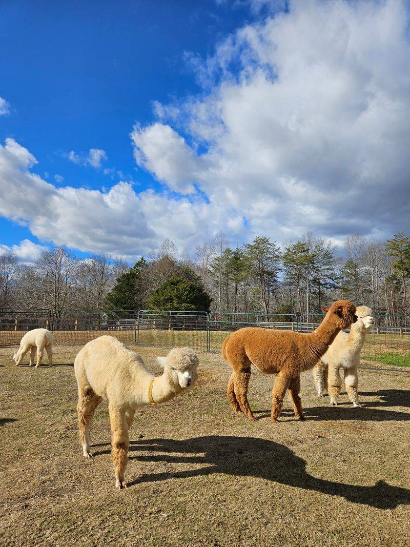 Good Karma Ranch in Iron Station, Lincoln County,