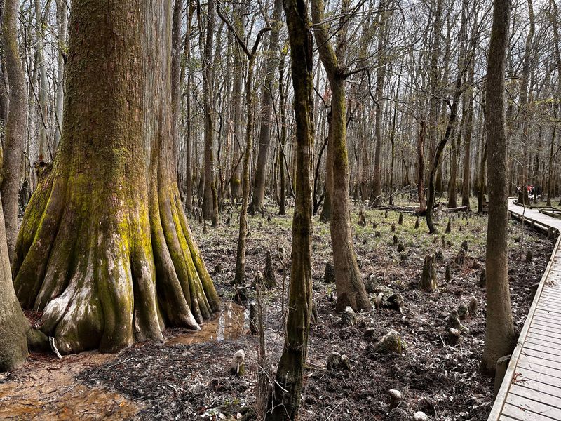 Look Up for Congaree's Champion Trees