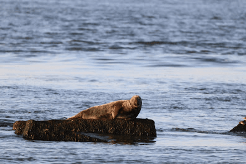 Seal Watching Beyond Beach Season