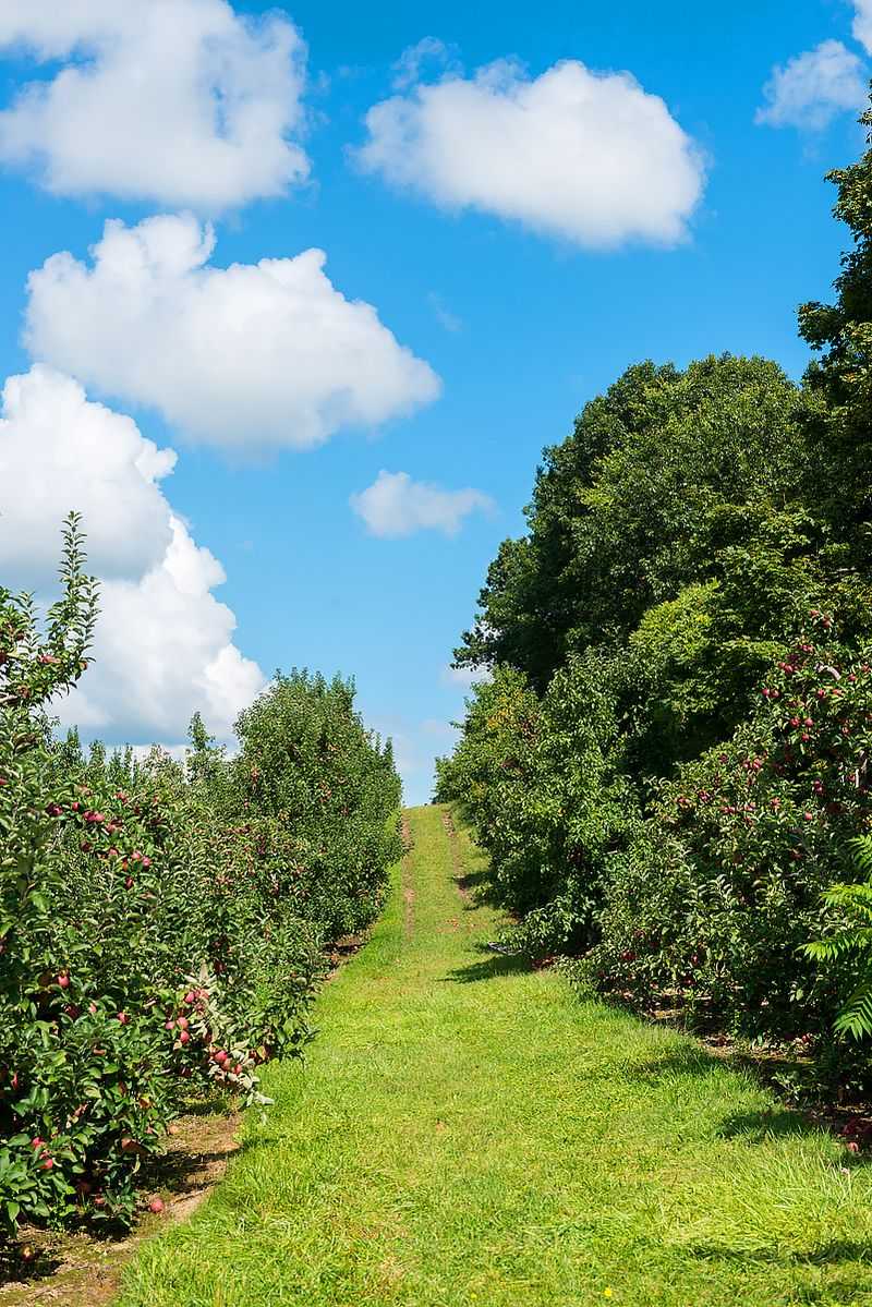 Apple Picking Turns a Snack Stop Into a Fall Outing