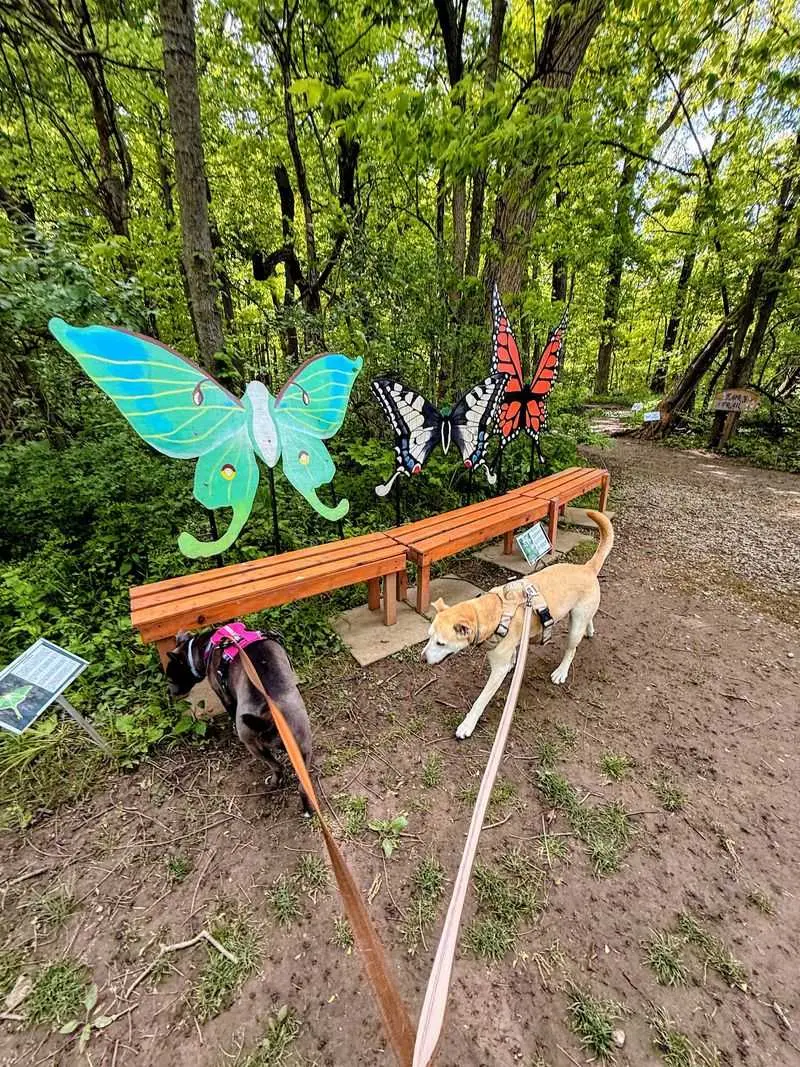 A Dog Park That Lets Pups Play Their Way