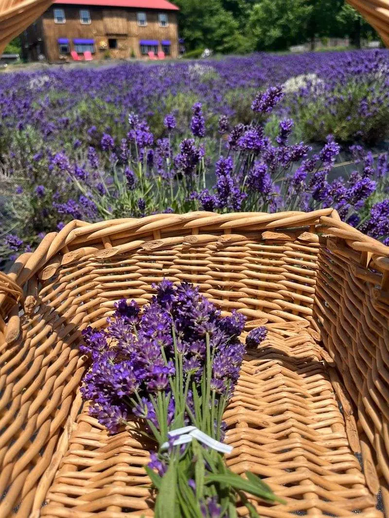 Thousands Of Lavender Plants Cover The Sun-Soaked Hillside
