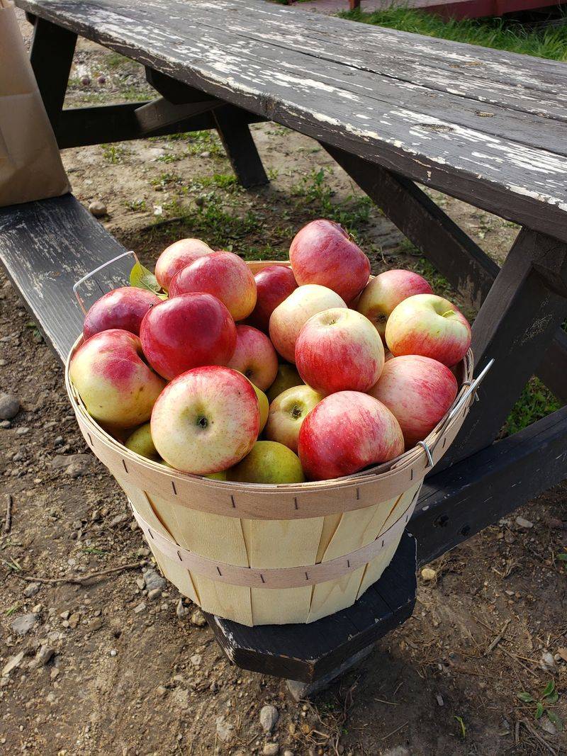 Apple Rows That Turn Picking Into a Treasure Hunt